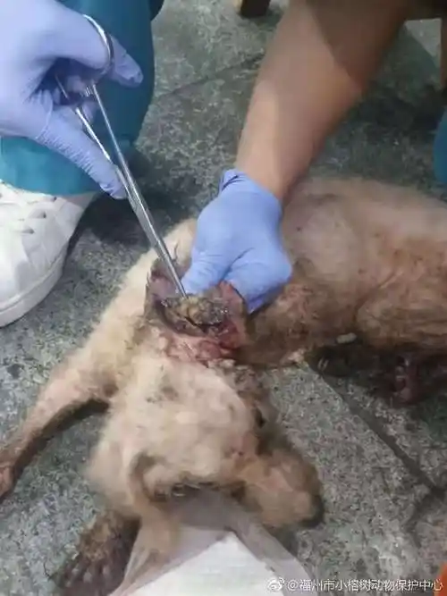 全身流脓腐烂,爬满上百只蛆虫,被恶意丢弃.