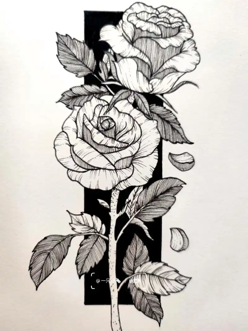 线描(28/50)花卉篇|玫瑰2(附过程图)          玫瑰花95的花语是:"