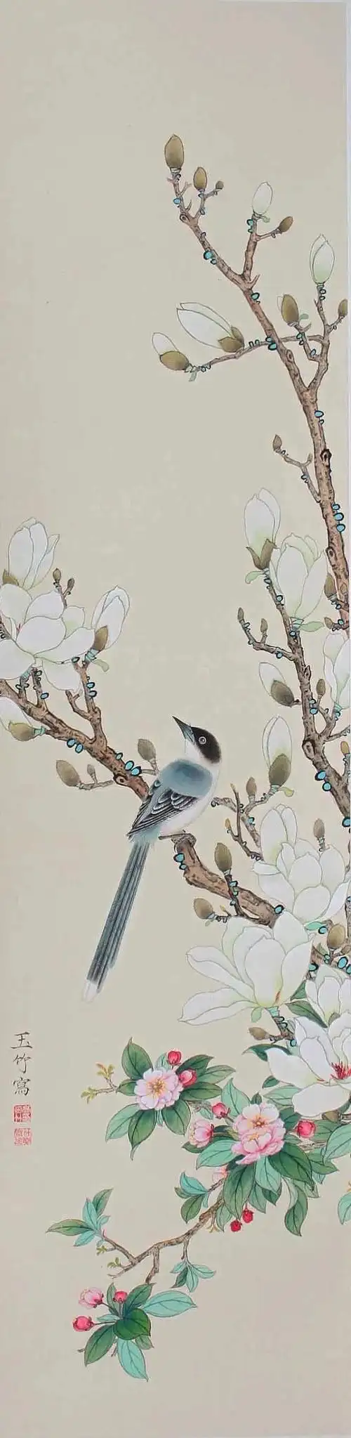 工笔-玉兰画(三)