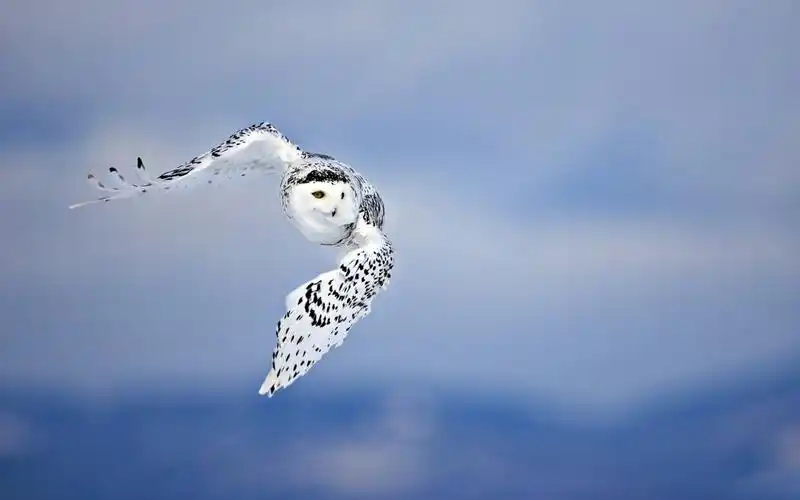 即心收集电脑壁纸第55辑40张2k综合艺术