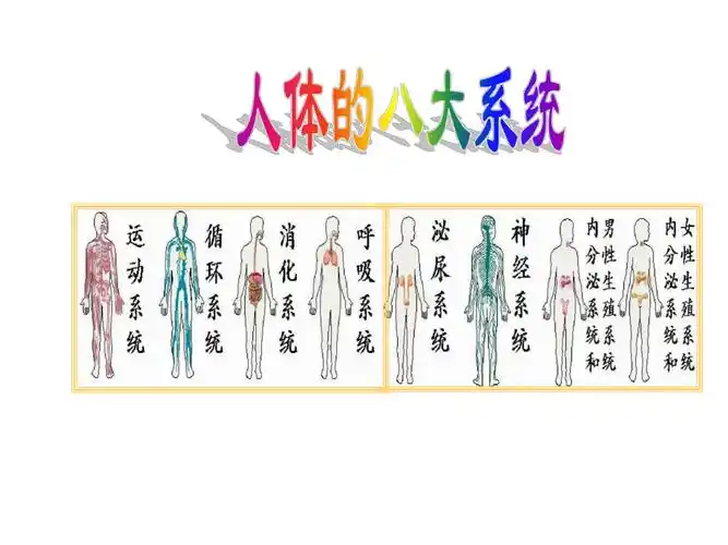 人体的八大系统