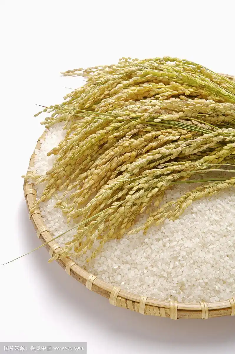 稻米,稻穗