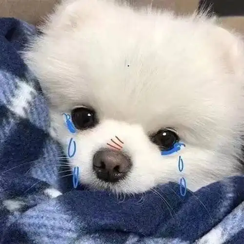 可爱的狗狗卖萌头像,动物头像图片-回车桌面