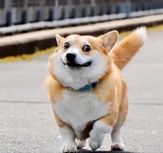 在网络上分享自己狗狗的人也有很多,让大家能见识到更多可爱有趣的