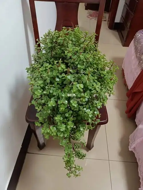 我两年精心培养的金枝玉叶修剪造型大家点评