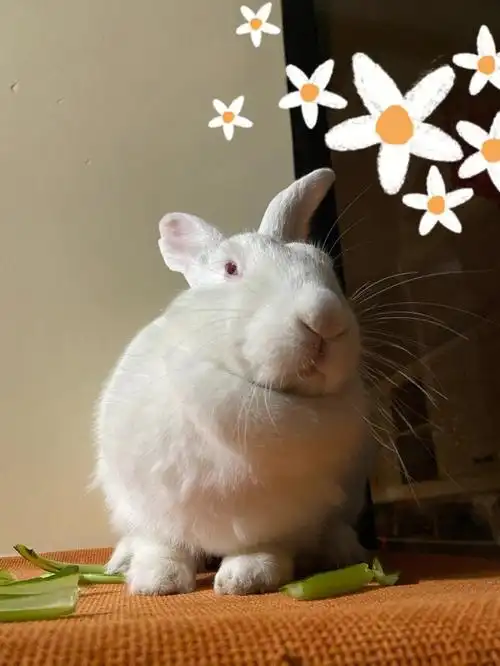 不知道兔子的小脑袋里在想什么