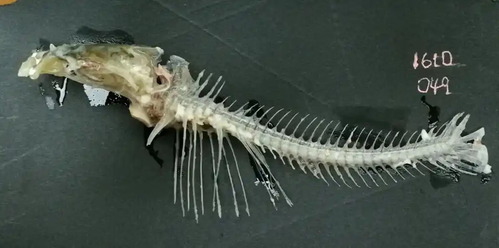 生物-鱼骨骼标本(161049陈韵伊制作)(副本)