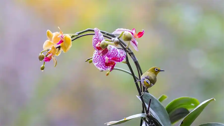 【花鸟图(绣眼)摄影图片】生态摄影_太平洋电脑网摄影部落