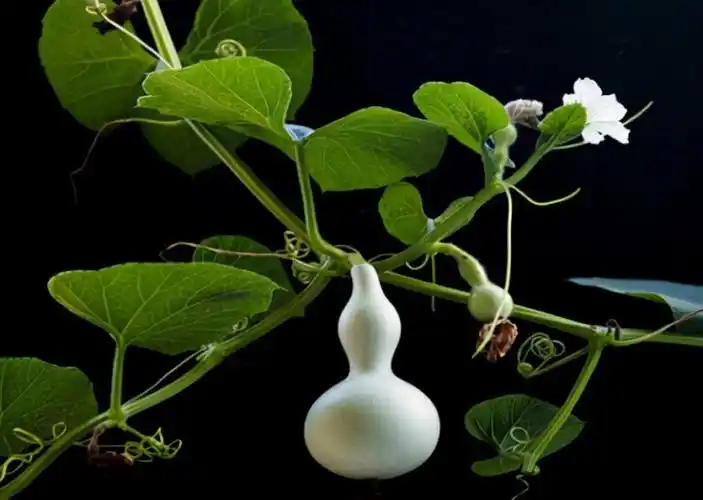 盆栽小葫芦葫芦树怎么搭架(盆栽小葫芦的种植方法及技术要点) - 胖萌