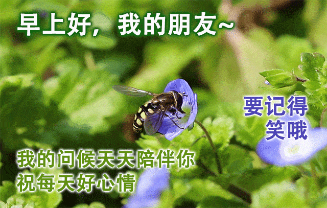 早上好漂亮祝福动态美图免打字,创意好看的早安问候图片 祝福语精选