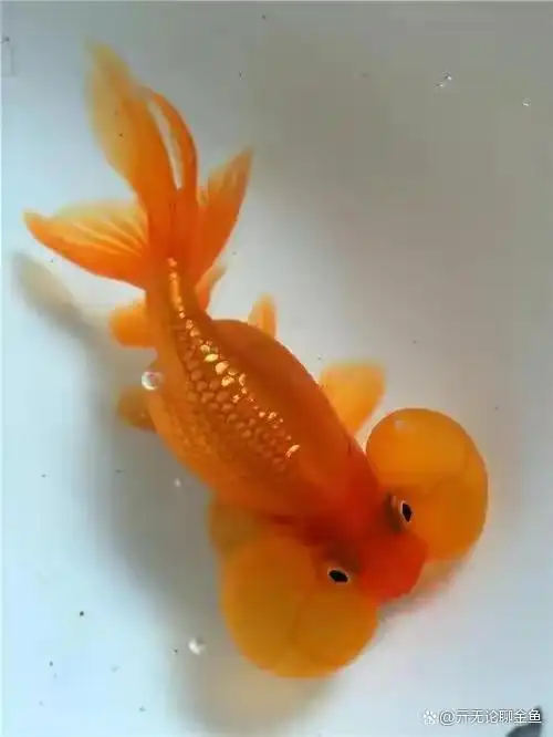 国粹金鱼——水泡子的饲养难度为啥是最大的
