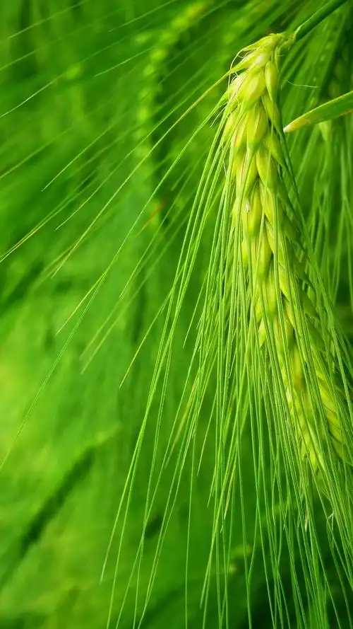 绿色小满节气麦穗背景素材