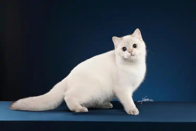 英国短毛猫|摄影|宠物摄影|amyworks广州阿斌_原创作品-站酷zcool