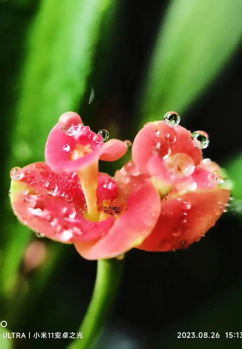 虎刺梅的花朵虽小巧,但颜色鲜艳 - 抖音