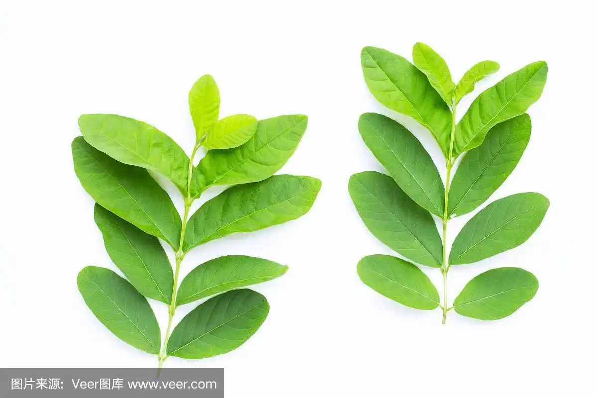 番石榴叶在白色的背景.