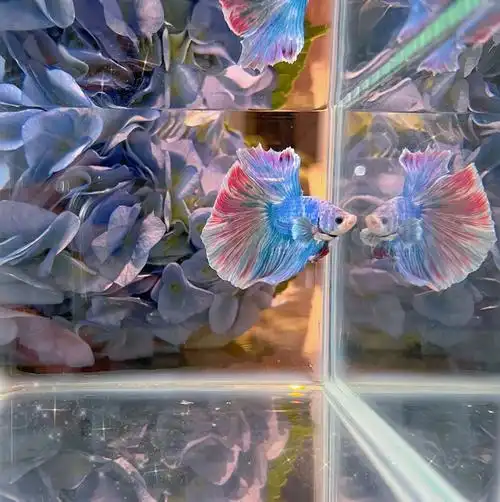 她入了斗鱼的坑95同时入坑的还有先前一直摇头拒绝74的zz哈哈哈哈