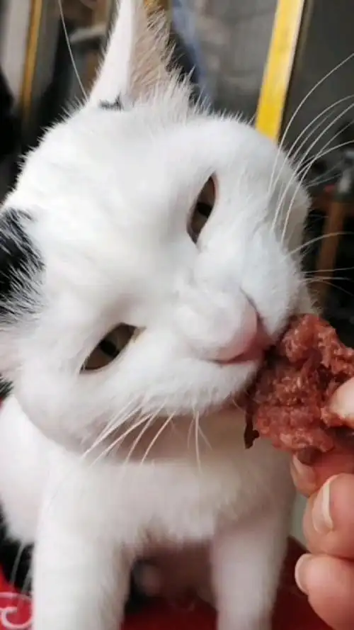 吃肉了表情咋这么好玩儿呢!