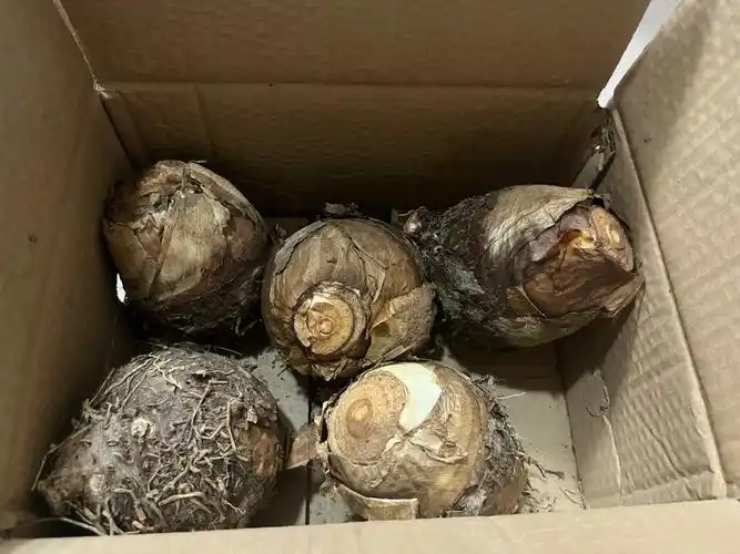 荔浦芋头发货实拍