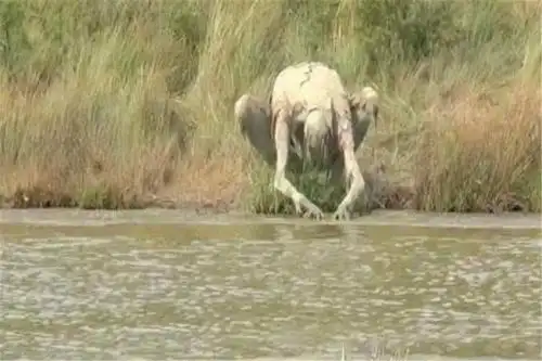 国外女子河边发现人形生物长时间保持一个姿势胳膊超过一米