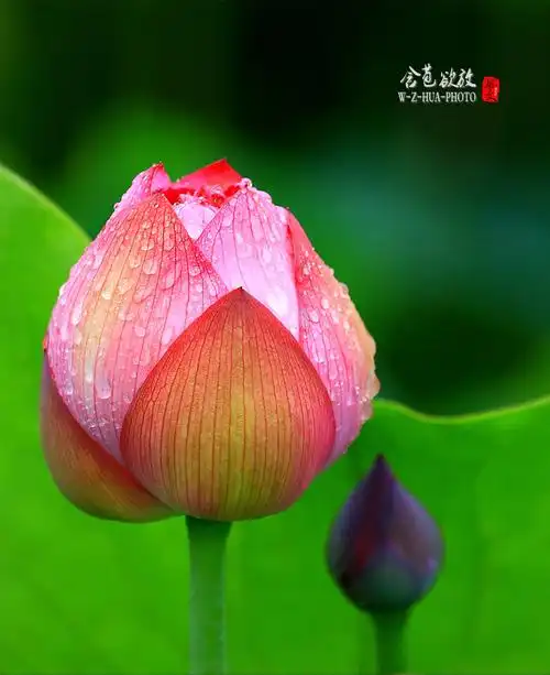 【荷花摄影图片】生态摄影_太平洋电脑网摄影部落