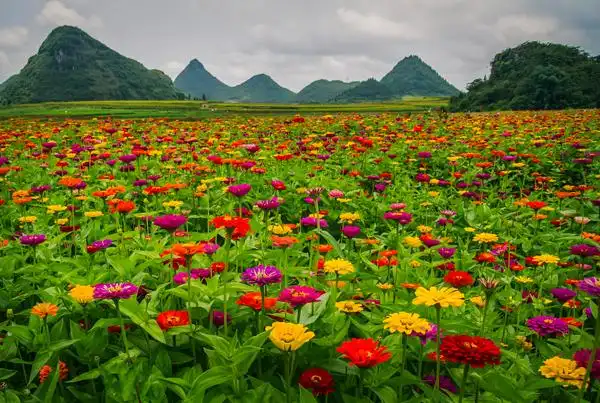 2018中国·云南·罗平摄影大展入展作品