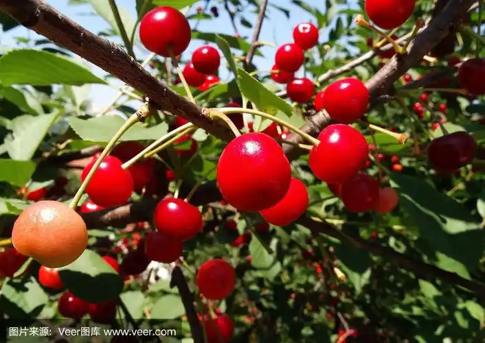 欧洲酸樱桃