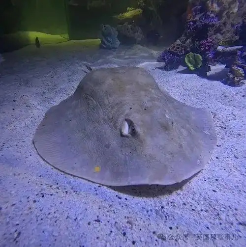 莫名怀孕魔鬼鱼迟迟不生,"消失"两周.专家:这大结局,可能be了.