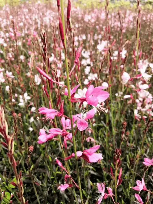 透着灵动的山桃草你能get它的美吗