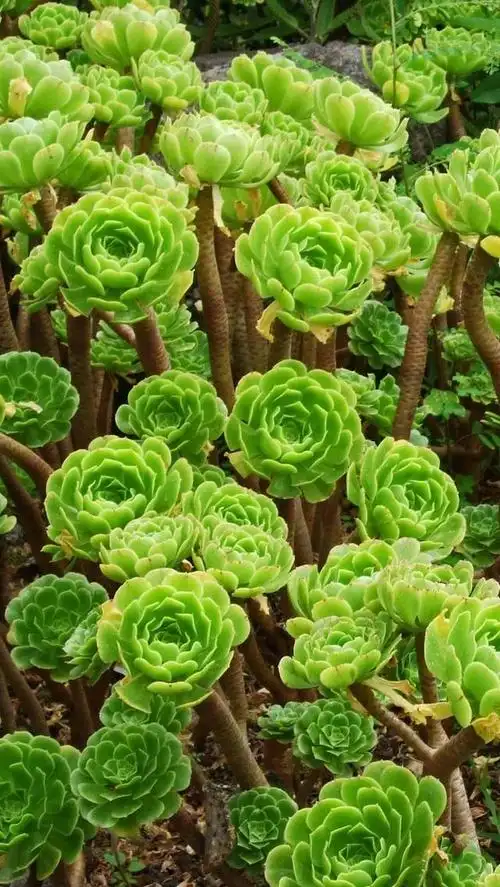 护眼壁纸:萌萌哒多肉手机壁纸,清新护眼,舒缓疲劳!