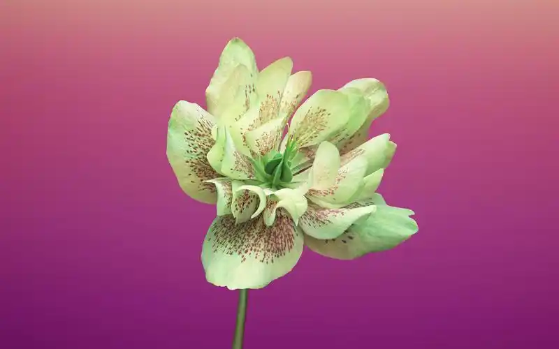 20张全新提取自iphone8与ios11系统自带壁纸