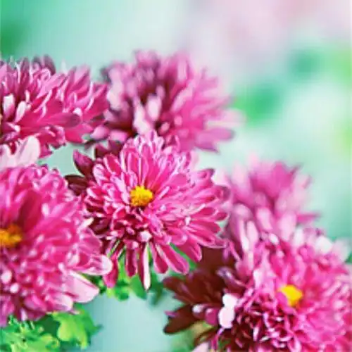 2016花的微信头像图片