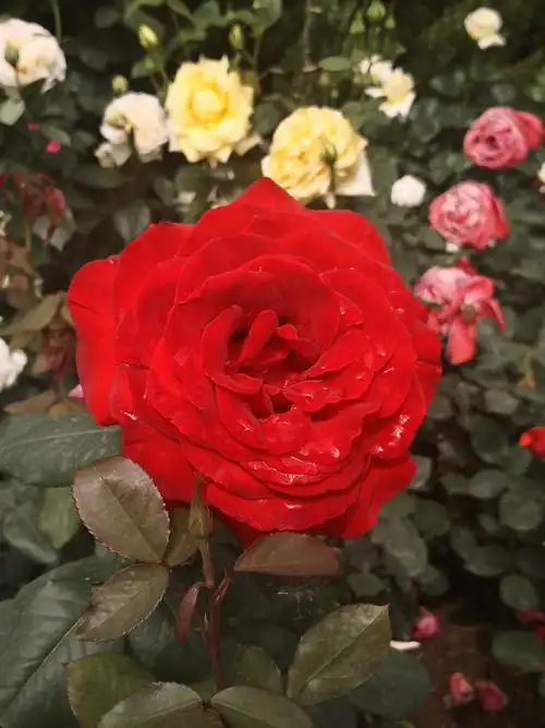 晒晒我拍的玫瑰花-唐山南湖植物园手机拍照