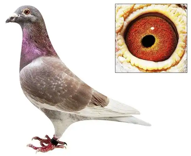 电脑戈马利.佛布鲁根【原舍】