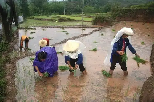 雨中插秧
