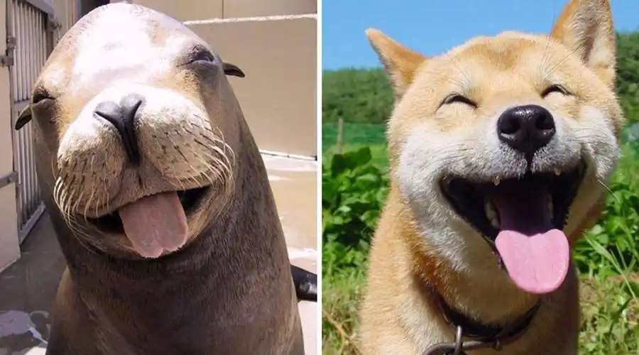 看完这组照片的人都笑疯了这两货肯定是亲戚