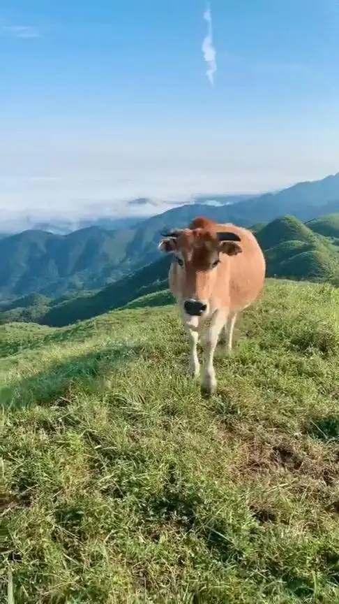 好舒心啊,这是我看到最美的牛