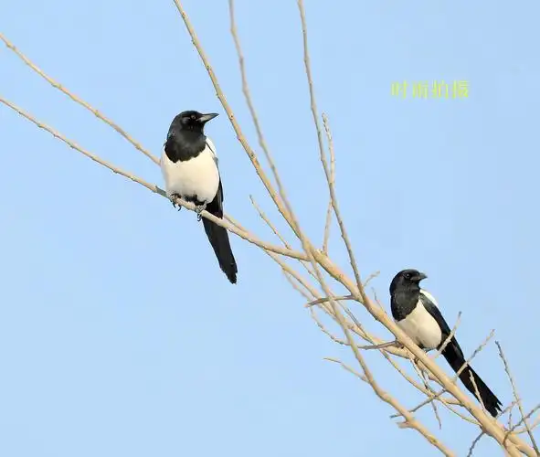 好事成双,喜鹊成对