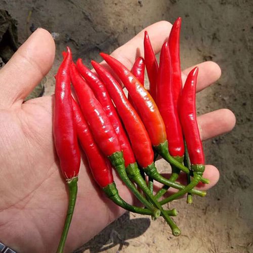 汇阳 辣椒种子苗大全特辣朝天椒四季小米椒香辣薄皮椒种苗种籽蔬菜籽