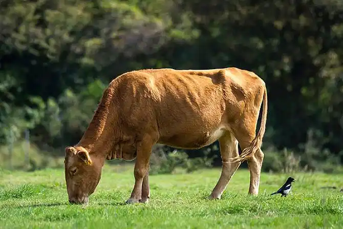 牛的图片_图片大全