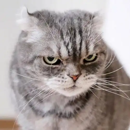 看了这只猫的眼睛我想跪下来喊大哥