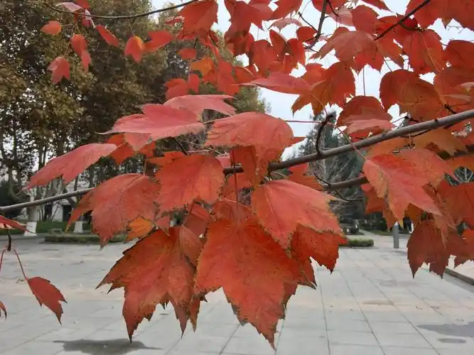 红花槭,也叫美国红枫,槭树科槭属.