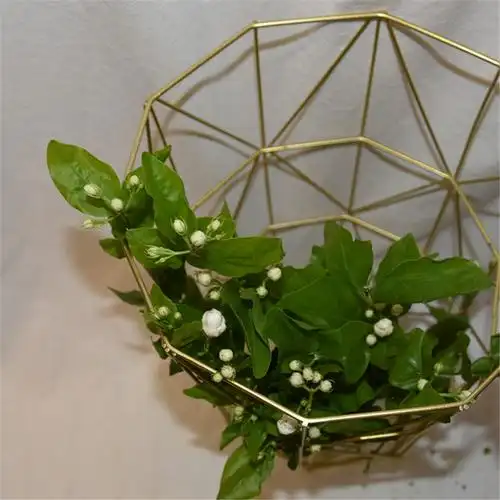 茉莉花鲜花云南直发空运包邮直批家用水养瓶插花鲜花速递同城