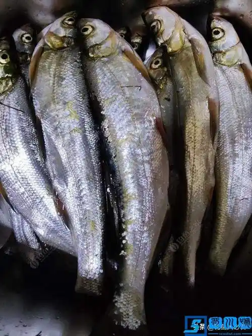 翘嘴鱼怎么做好吃?今天教给大家做一道鲜椒翘嘴