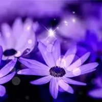 紫色意境qq头像