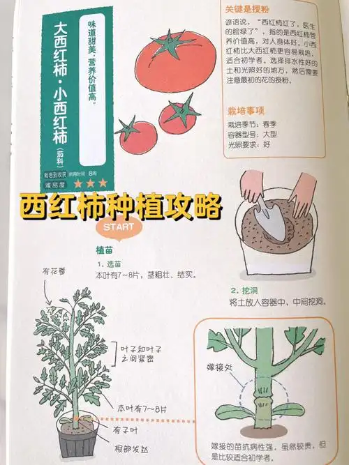 阳台种菜大小西红柿种植攻略