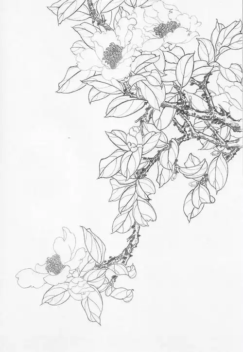 书画鉴赏丨工笔画茶花画法及茶花白描画谱