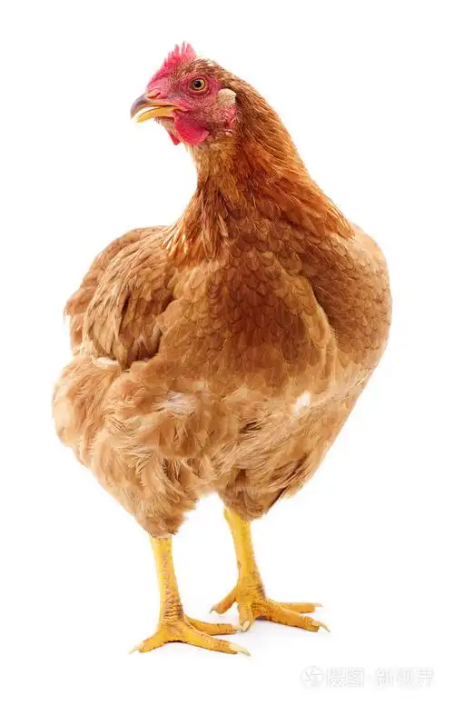 孤立的棕色母鸡照片-正版商用图片1phq2p-摄图新视界