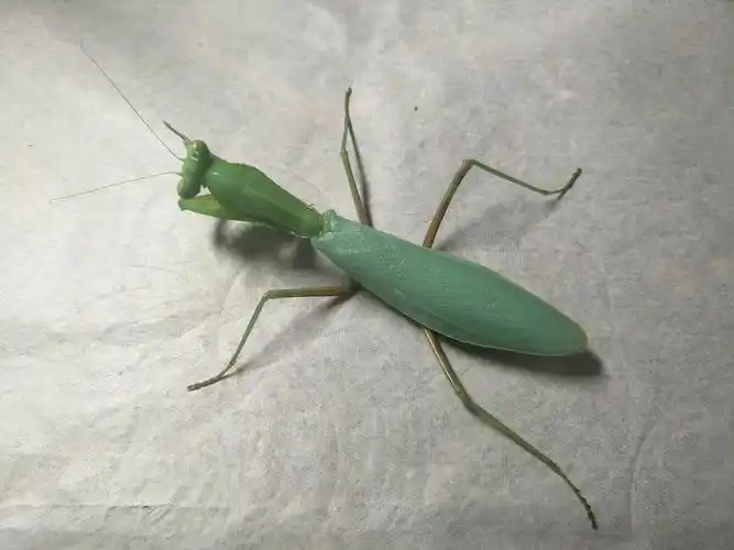 宠物螳螂活体广斧另类昆虫现货特色爬宠