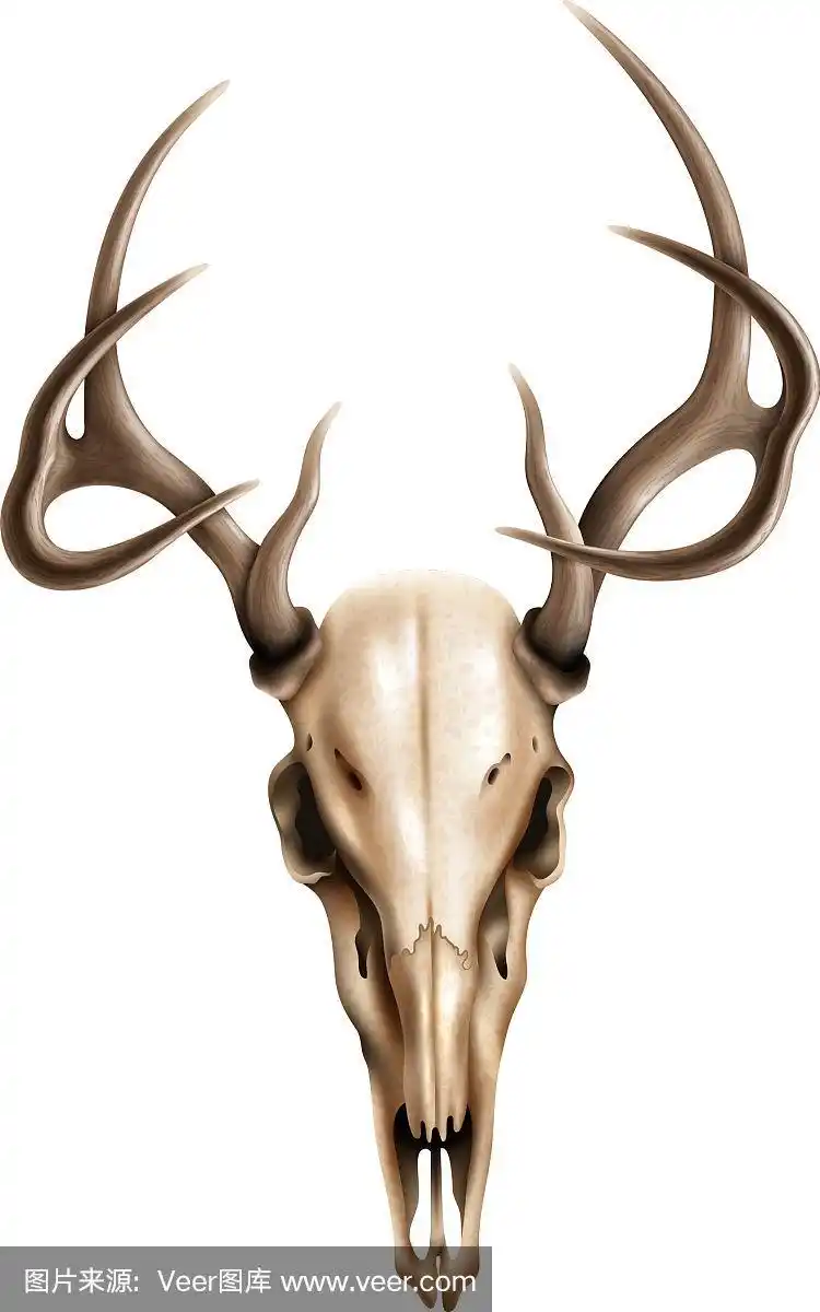 逼真的纹理鹿头骨与角