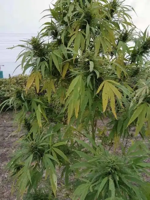 日月峡中草药(459)--火麻仁2